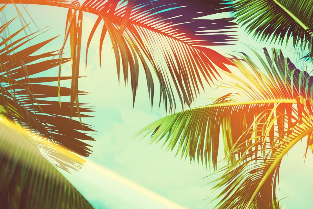 Фотообои пальмовые листья