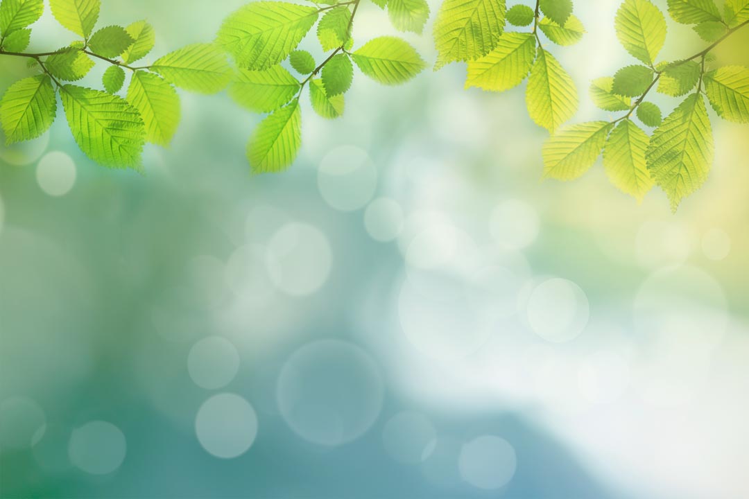Фотообои зеленые листики и блики