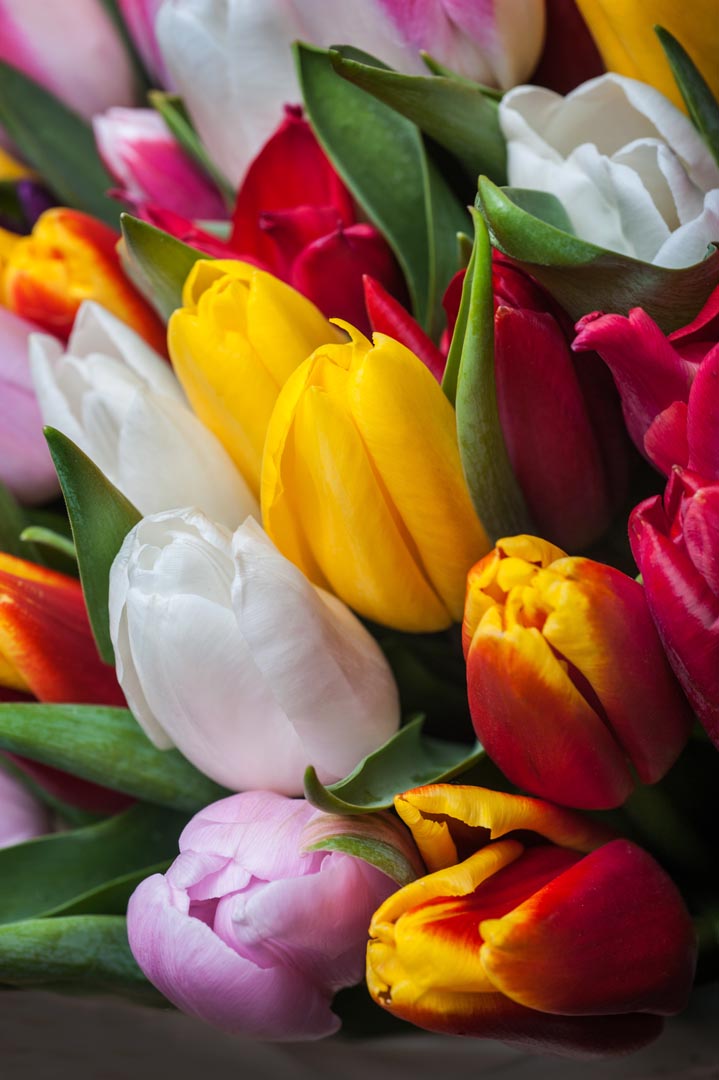 Фотообои тюльпаны яркие