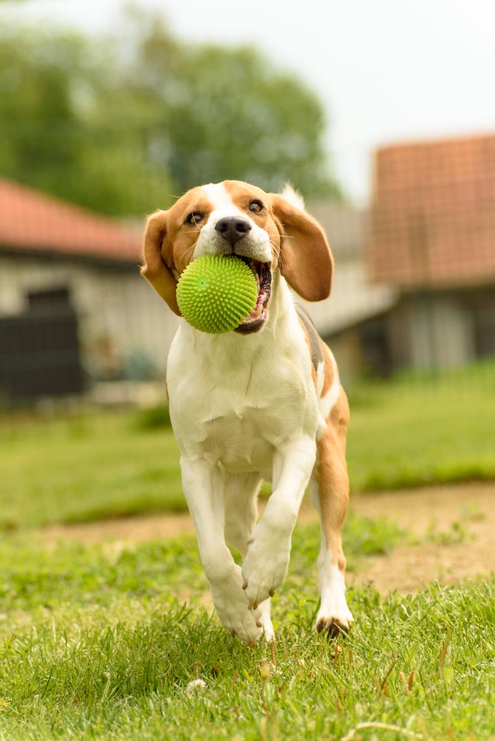 Фотообои собака с мячиком