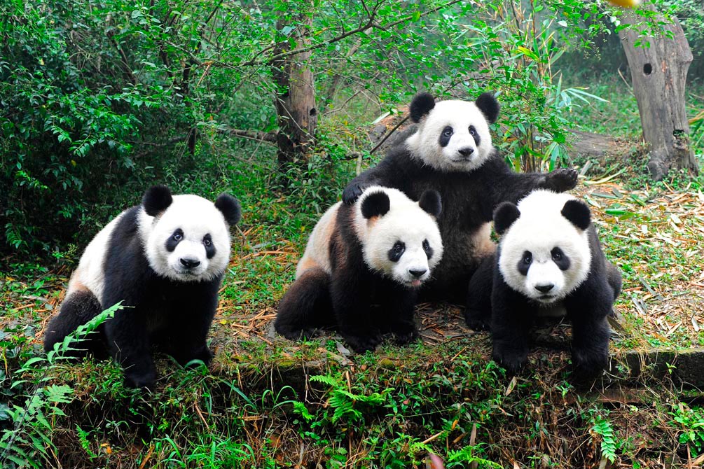 Фотообои Панды в лесу