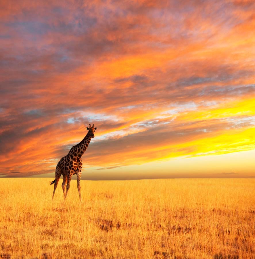 Фотообои Жираф в поле