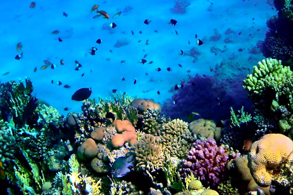 Фотообои Красота подводного мира