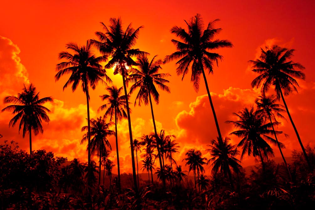 Фотообои Тропический закат, пальмы