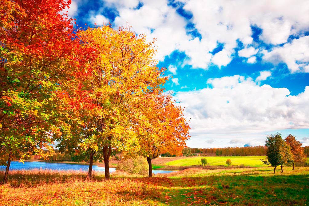 Фотообои Осень, деревья