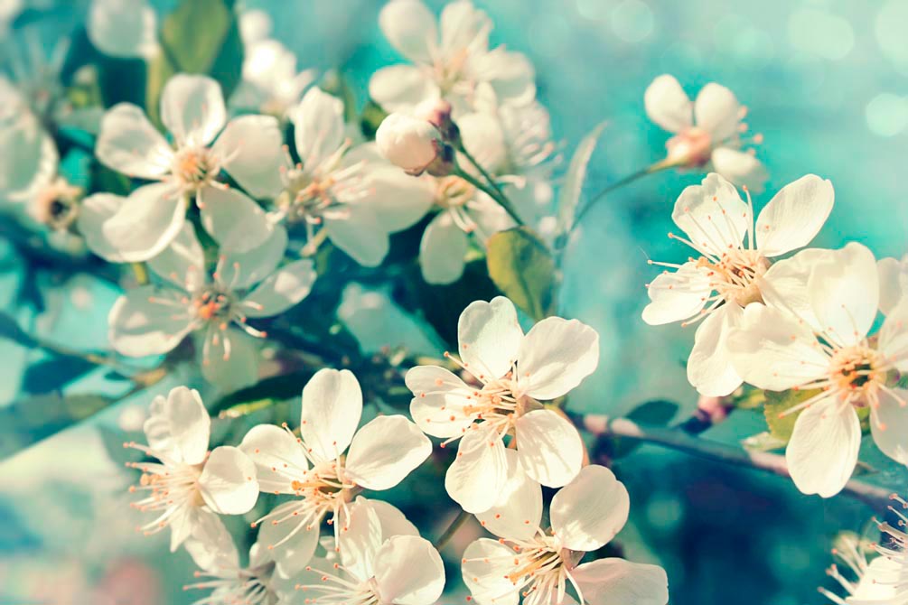 Фотообои Цветы вишневые в вазе