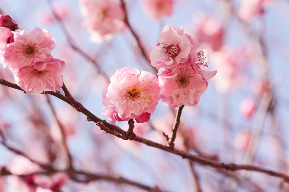 Фотообои Розовые вишневые соцветия