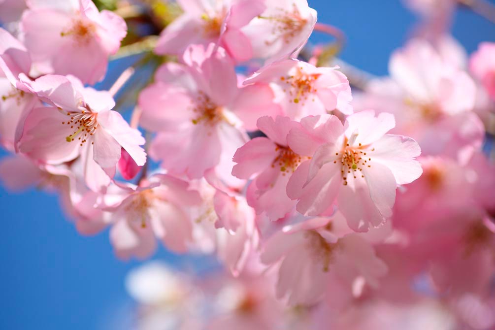 Фотообои Цветущая садовая вишня