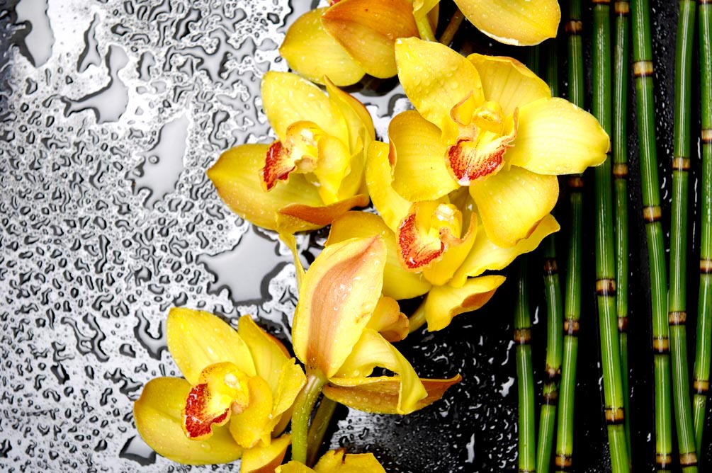 Фотообои Орхидеи желтые