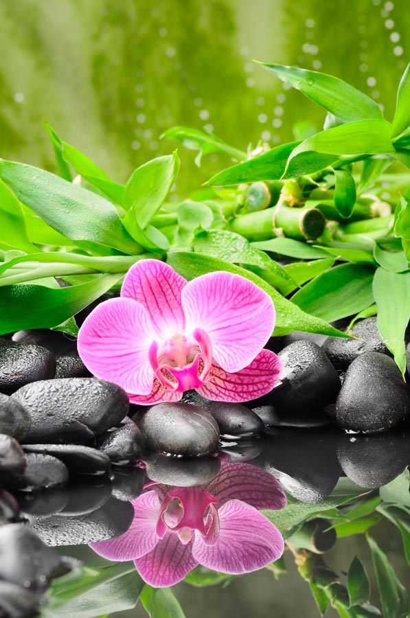 Фотообои Орхидея на камнях