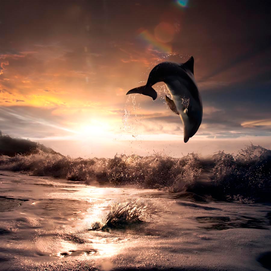 Фотообои Дельфин, волны, закаь