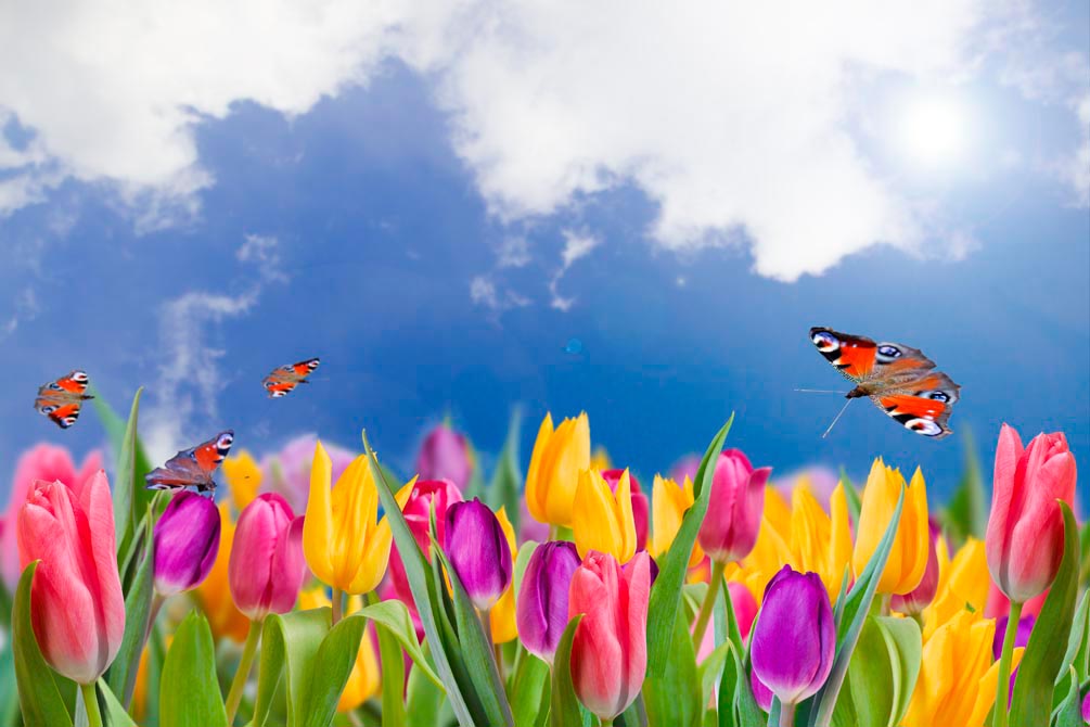 Фотообои Тюльпаны и бабочки