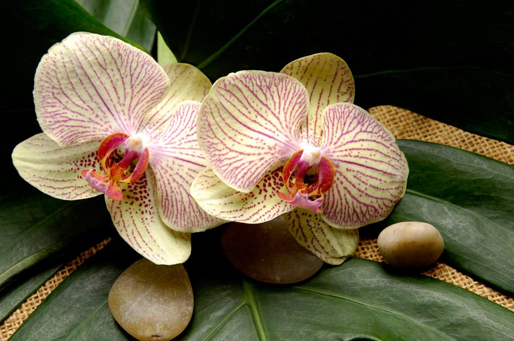 Фотообои Полосчатые орхидеи
