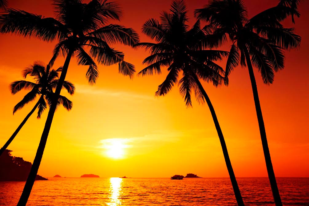 Фотообои Закат солнца, пальмы