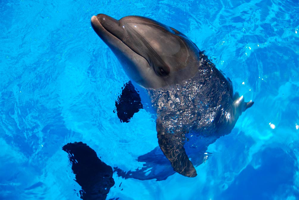 Фотообои Резвый дельфин