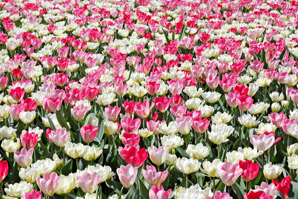 Фотообои Поле разноцветных тюльпанов