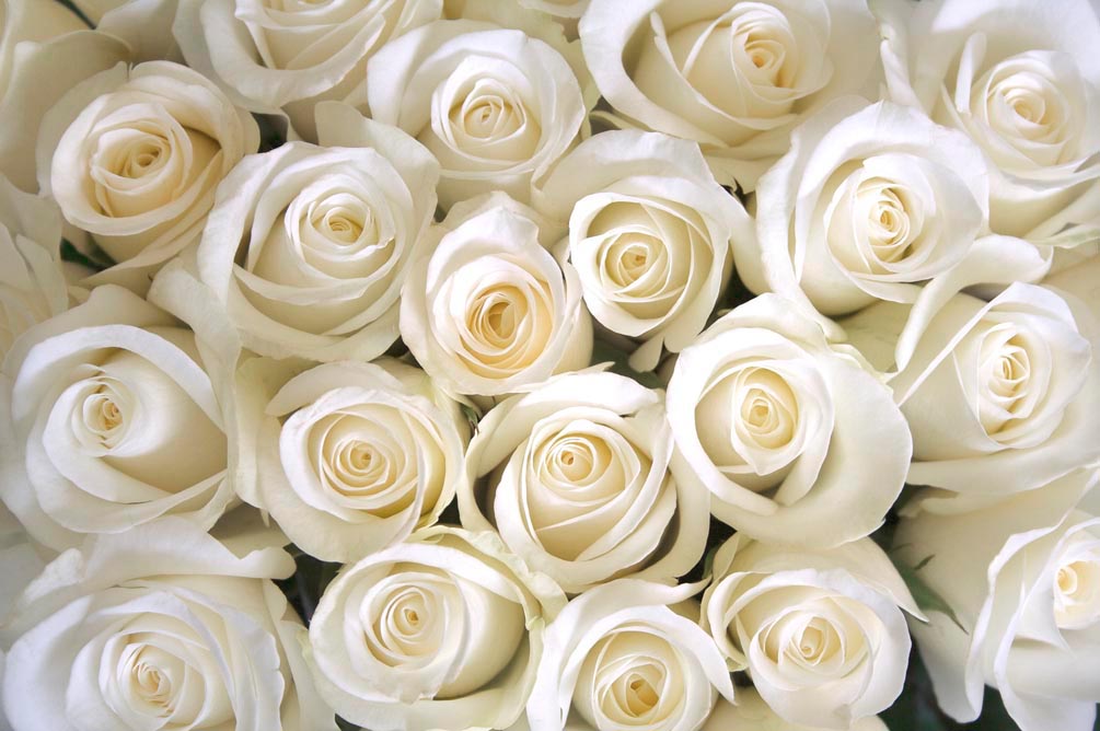 Фотообои Розы белоснежные