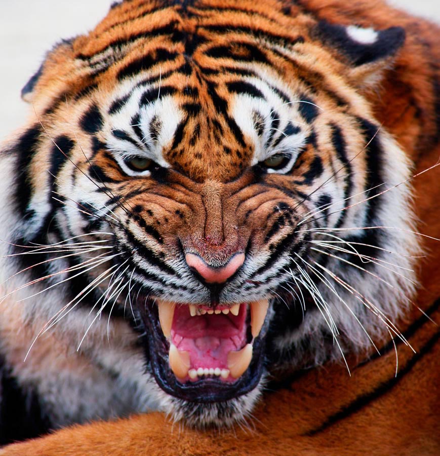 Фотообои Грозный оскал тигра
