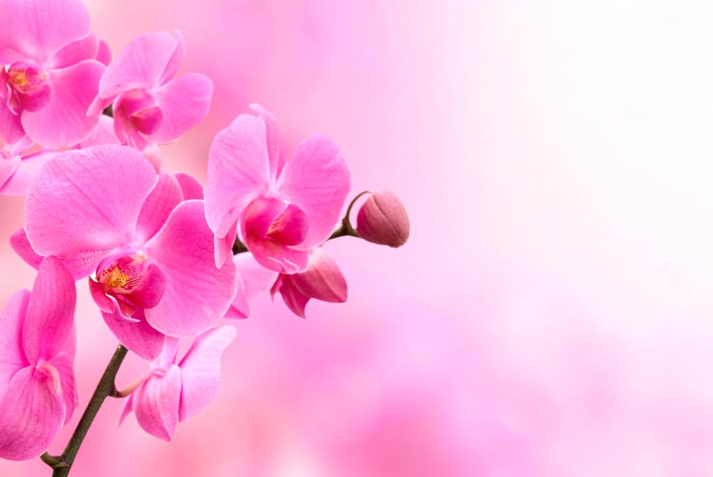 Фотообои Орхидеи розового оттенка