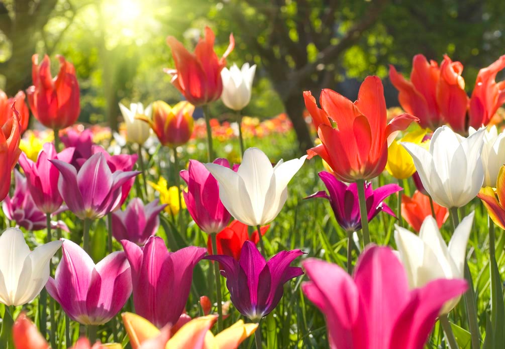 Фотообои Остроконечные тюльпаны