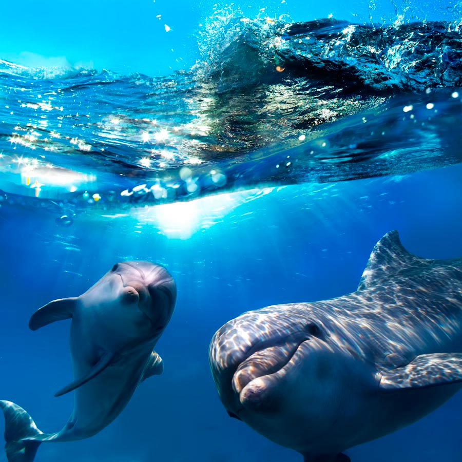 Фотообои Неунывающие дельфины