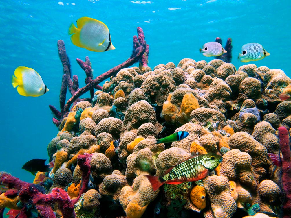 Фотообои Коралловый риф
