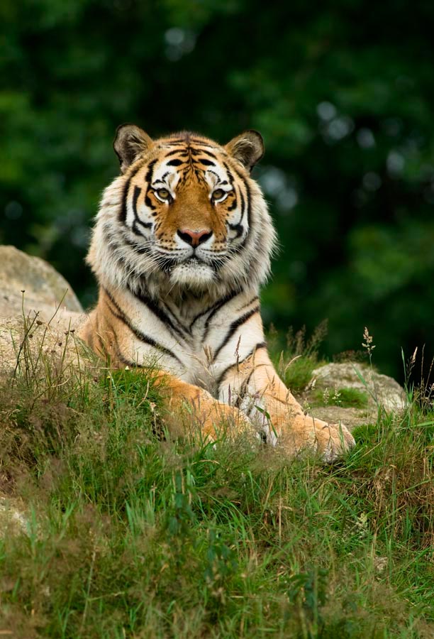 Фотообои Величественный тигр