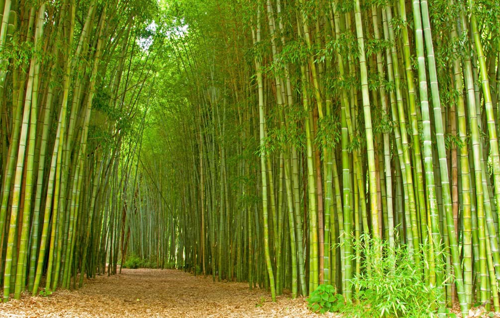 Фотообои Много бамбука
