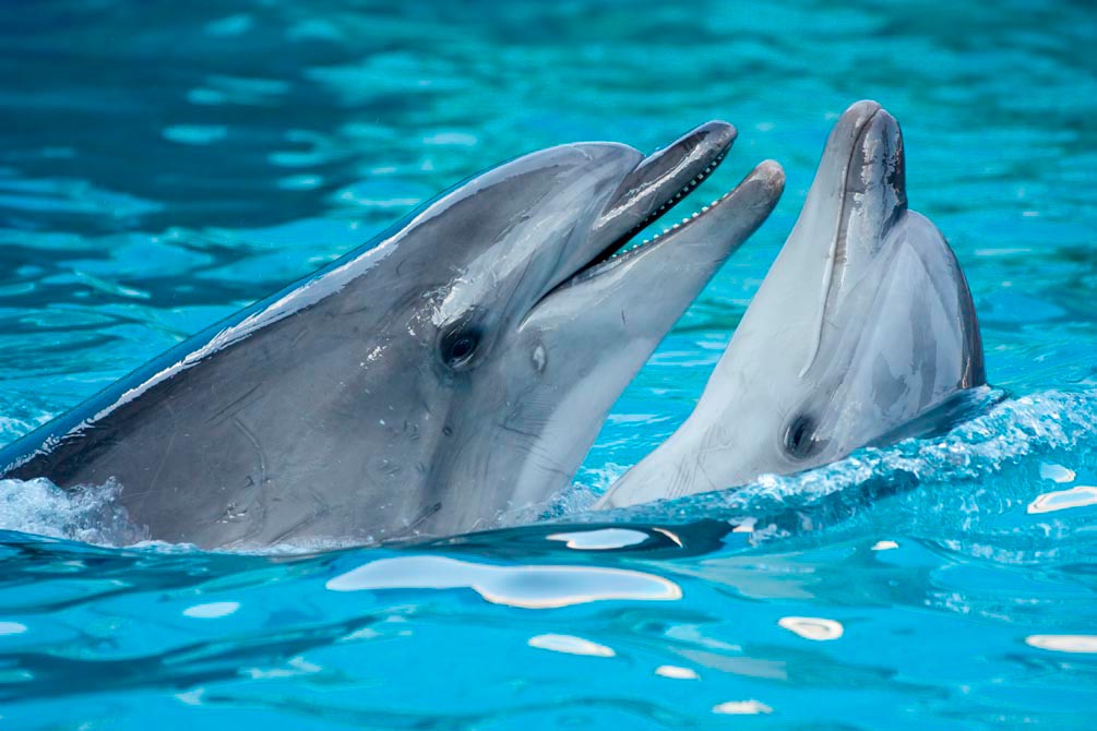 Фотообои Нежность дельфинов