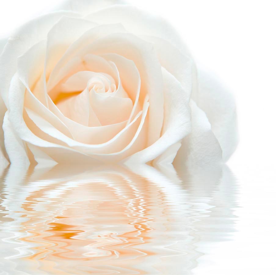Фотообои Бело-кремовая роза