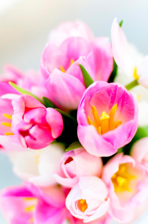 Фотообои Тюльпаны розовых тонов