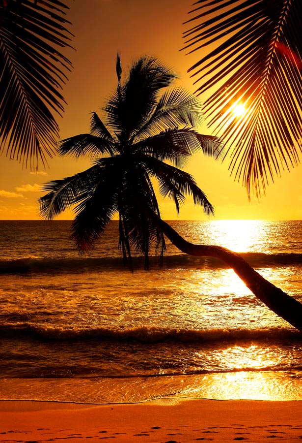 Фотообои Закатное солнце, пальмы