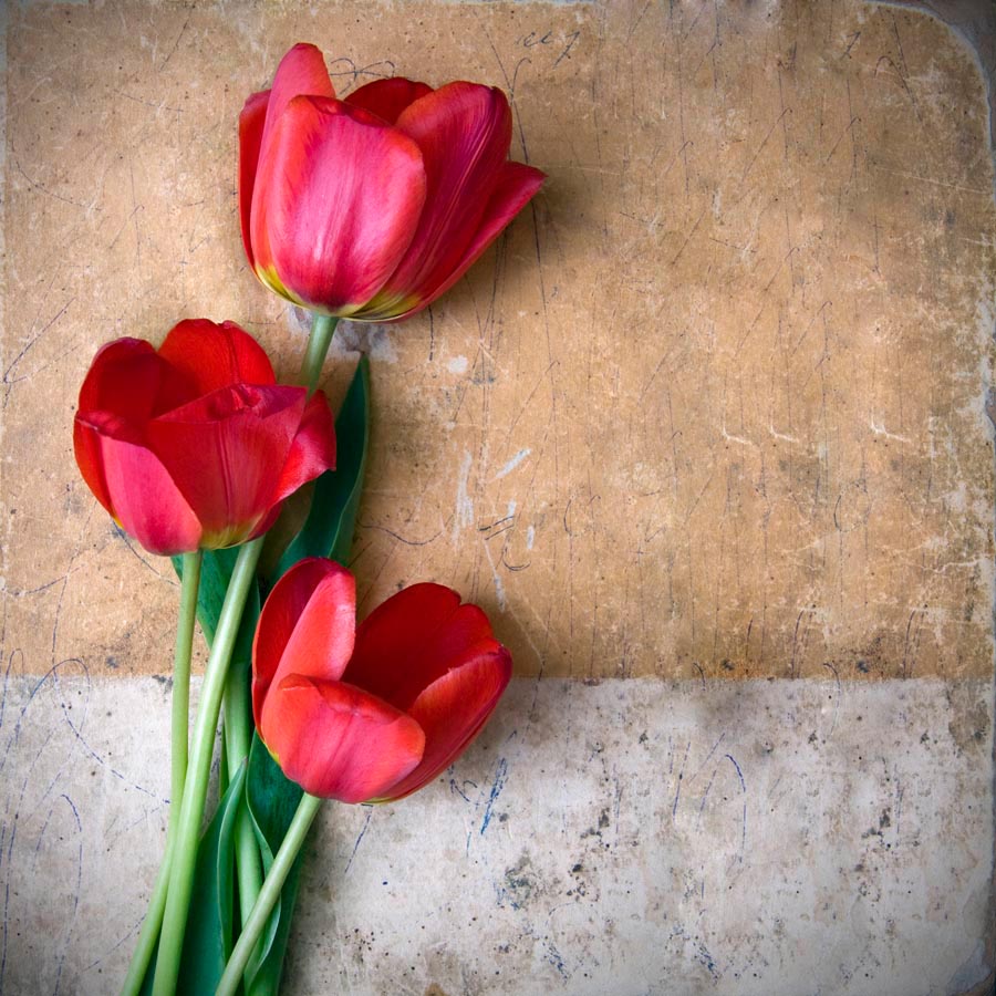 Фотообои Три красных тюльпана