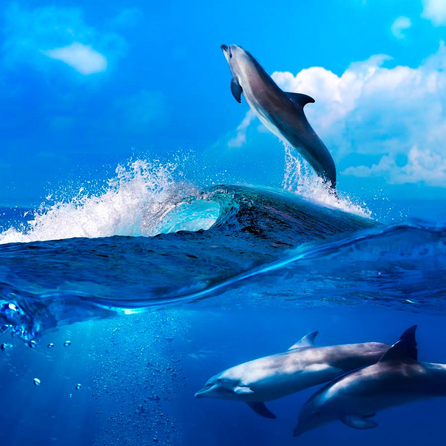 Фотообои Дельфины на волнах