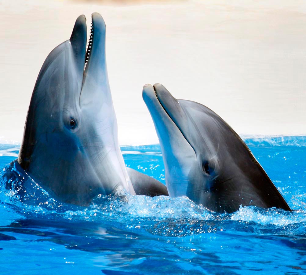 Фотообои Общение дельфинов