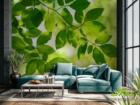 выбрать Фотообои зеленые листья на дереве  на стену