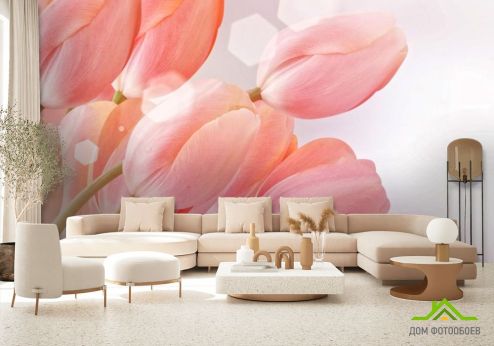 выбрать Фотообои розовые тюльпаны Фотообои Тюльпаны на стену