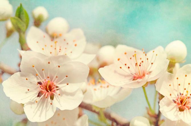 Фотошпалери Суцвіття квітів черешні