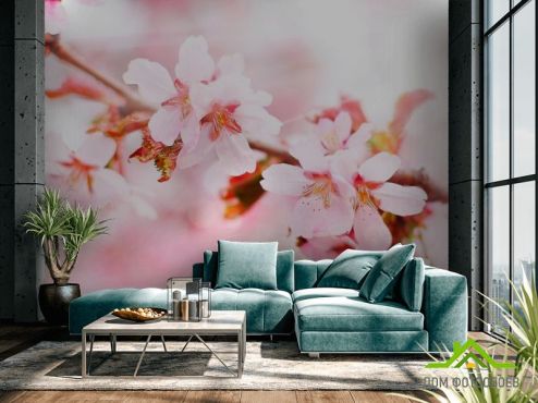 выбрать Фотообои Цветущая розовая вишня  на стену