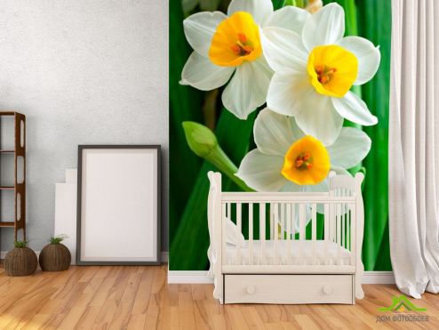 выбрать Фотообои Нарциссы обынковенные Фотообои Фотообои Цветы: вертикальная на стену