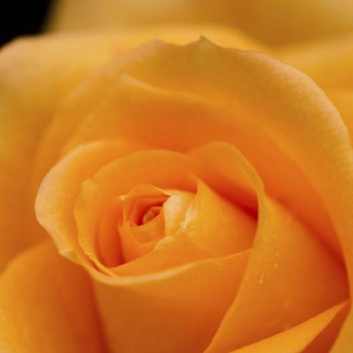 выбрать Фотообои оранжевая роза  на стену