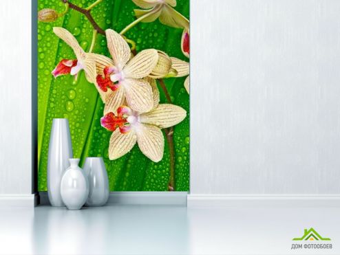 выбрать Фотообои Орхидеи на листе Фотообои Фотообои Цветы: фото  на стену