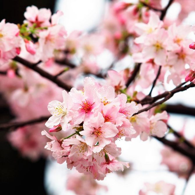 Фотообои Соцветия вишни