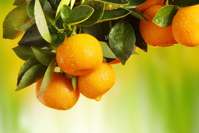 Фотообои Сочные апельсины