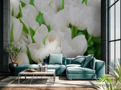 выбрать Фотообои Тюльпаны белоснежные Фотообои Цветы на стену