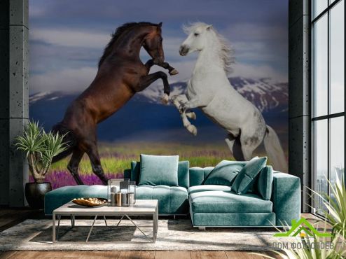 выбрать Фотообои белая и черная лошадь Фотообои Животные на стену
