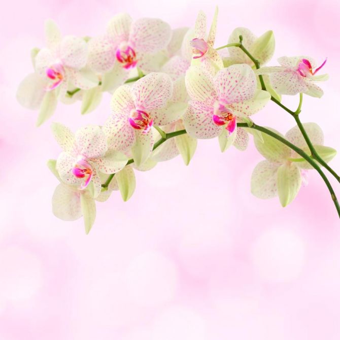 Фотообои Орхидеи точечные