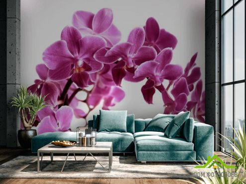 выбрать Фотообои Орхидея Фотообои Фотообои Цветы: фото, розовый  на стену
