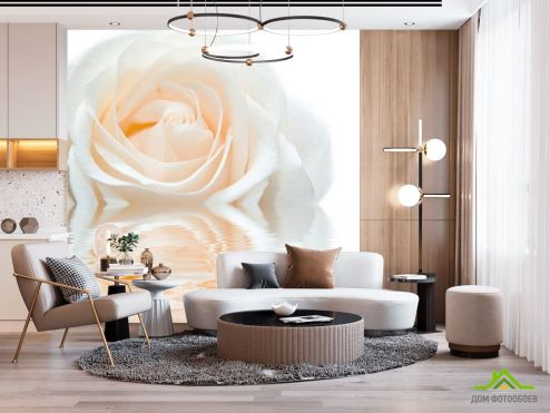 выбрать Фотообои Бело-кремовая роза Фотообои Фотообои Цветы: квадратная ориентация на стену