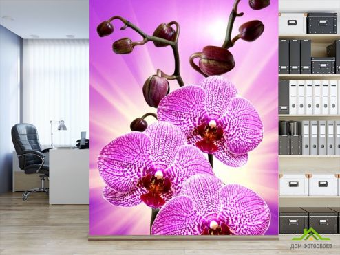 выбрать Фотошпалери леопардова орхідея з сяйвом Фотошпалери Фотошпалери Квіти:  на стіну